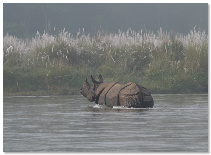 Rhinoceros in Chitwan, crossing river