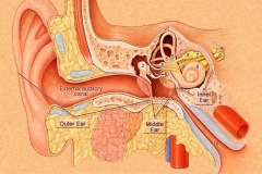 Stapedius, pyramid, facial recess, long process Incus, right ear, temporal bone.