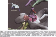 Ear anatomy diagram