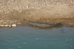 Garial on bank of Karnali river, western Nepal